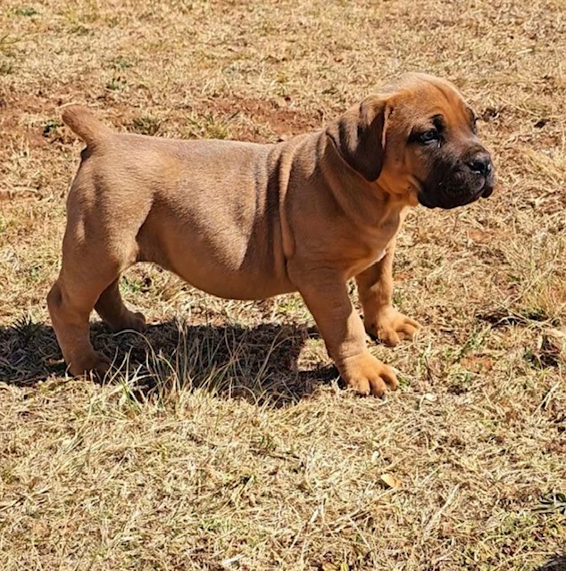 Read more about the article Boerboel Puppies For Sale