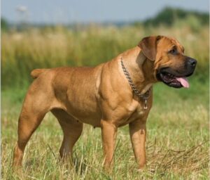 Read more about the article Health and Nutrition Tips for Your South African Boerboel