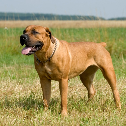 You are currently viewing The History and Origins of the South African Boerboel