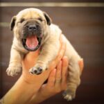 South African Boerboel Puppies: What to Expect and How to Prepare