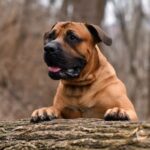 Top Traits of the South African Boerboel: What Makes Them Unique