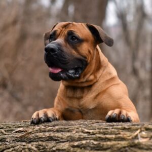 Read more about the article Top Traits of the South African Boerboel: What Makes Them Unique