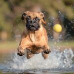 The Best Activities and Exercises for Your South African Boerboel